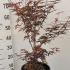 Acer Palmatum Skeeters Broom 80-100 cm buy online UK.