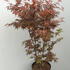 apsb 1-1.25 m buy online UK.