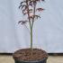 Acer Palmatum Starfish Japanese Maple 40-60 cm buy online UK.