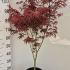 Acer Palmatum Starfish Japanese Maple 1-1.25 m buy online UK.