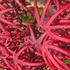 Acer palmatum Starfish Japanese Maple with deep red curled lobed leaves
