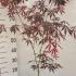 Acer Palmatum Sumi Nagashi Japanese Maple 60-80 cm buy online UK.
