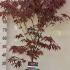 Acer Palmatum Sumi Nagashi Japanese Maple 1-1.25 m buy online UK.
