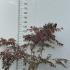 Acer Palmatum Sumi Nagashi Japanese Maple 1.2-1.3 m buy online UK.