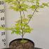 Acer Palmatum Summer Gold Japanese Maple 40-60 cm buy online UK.