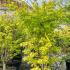 Acer Palmatum Summer Gold Japanese Maple 1.5-1.75 m buy online UK.