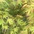 Acer Palmatum Summer Gold Japanese Maple