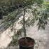 Acer Palmatum Tamuke Yama 1-1.25 m buy online UK.