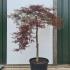 Acer Palmatum Tamuke Yama Unique Tree For Sale UK