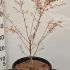 Acer Palmatum Taylor Japanese Maple 40-60 cm buy online UK.