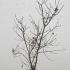 Acer Palmatum Trompenburg 80-100 cm buy online UK.
