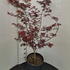 acerpt 1.25-1.5 m buy online UK.