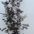 Acer Palmatum Trompenburg 1.5-1.75 m buy online UK.