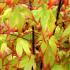 Acer Palmatum Tsumagaki Acer, Japanese Acers to buy online