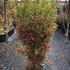 apuy 1.5-1.75 m buy online UK.