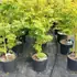 acerpalmukigumo 1-1.25 m buy online UK.