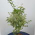 acerpalmukigumo 1.25-1.5 m buy online UK.