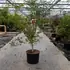 acerpalmukigumo 1.5-1.75 m buy online UK.