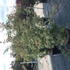 acerpalmukigumo 1.75-2 m buy online UK.