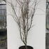 acerpalmukigumo 1.75-2 m buy online UK.