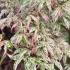 Close up of Acer ukigumo foliage