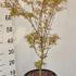 apwpd 60-80 cm buy online UK.