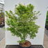 apwpd 1.25-1.5 m buy online UK.