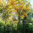 Acer Palmatum Tree Full Standard - to buy online and from Acer specialist nursery, London