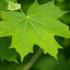 Acer Platanoides Emerald Queen, a Norway Maple cultivar with a very upright habit & glossy dark green leaves.