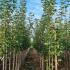 Acer Platanoides Cleveland Norway Maple 3-3.5 m buy online UK.