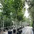 apcd 3-3.5 m buy online UK.