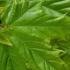 Acer Platanoides Cleveland Norway Maple has an upright habit naturally forming an oval crown of large deep green leaves