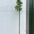 Acer Platanoides Columnare Norway Maple 3-3.5 m buy online UK.