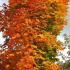 Acer Platanoides Columnare, or Norway Maple Columnare
