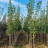 Acer Platanoides Deborah full standard trees for sale online UK