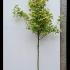 Acer Platanoides Drummondii Norway Maple 3.5-4 m buy online UK.
