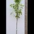 Acer Platanoides Drummondii Norway Maple 3.5-4 m buy online UK.