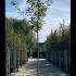 Acer Platanoides Emerald Queen Norway Maple 3-3.5 m buy online UK.