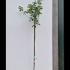 Acer Platanoides Emerald Queen Norway Maple 2.9-3.5 m buy online UK.