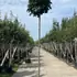 apg 2-2.5 m buy online UK.