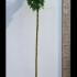 Acer platanoides Globosum 2.5-3 m buy online UK.