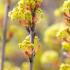 Alt Text: Acer platanoides Globosum with rounded buds preparing to bloom.