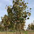 ap 3.75-4 m buy online UK.