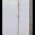 Acer Platanoides Norway Maple 3-3.5 m buy online UK.