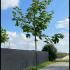 Acer Platanoides Princeton Gold Maple 3-3.5 m buy online UK.