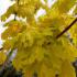 Acer Platanoides Princeton Gold Norway Maple, a fast growing deciduous tree with a broadly columnar habit. Red petioles and bright yellow golden foliage.