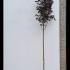 Acer Platanoides Royal Red Norway Maple  3-3.5 m buy online UK.