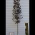 Acer Platanoides Royal Red Norway Maple  3.5-4 m buy online UK.