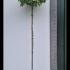Acer Pseudoplatanus Brilliantissimum 2.5-3 m buy online UK.