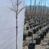 Acer Pseudoplatanus Brilliantissimum 1.5-1.75 m buy online UK.